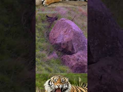 #viral #youtube #animals #youtubeshorts