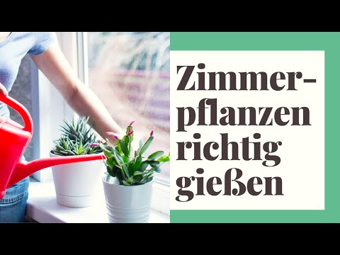 Watering houseplants properly - How to do it right