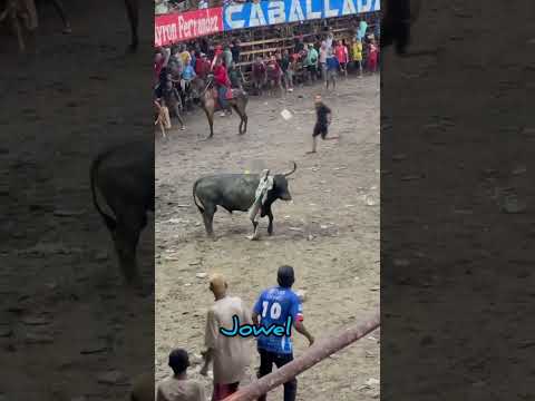la segunda parte de este toro que se las Lucio en arenal bolivar