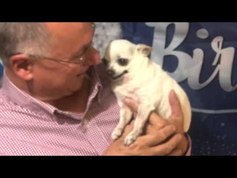 Tiny chihuahua found roadside is a total lovebug