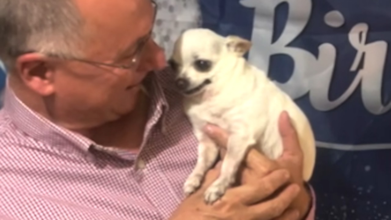 Tiny chihuahua found roadside is a total lovebug