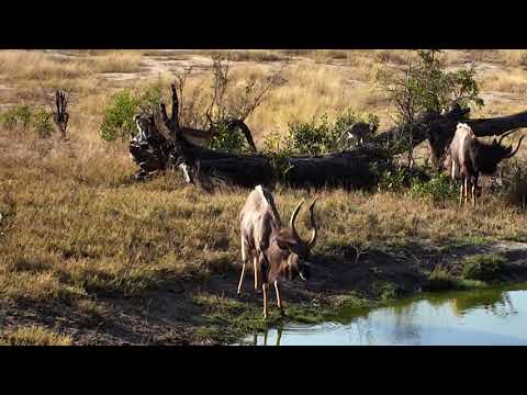 Djuma: Nyala bulls - 15:43- 08/20/18