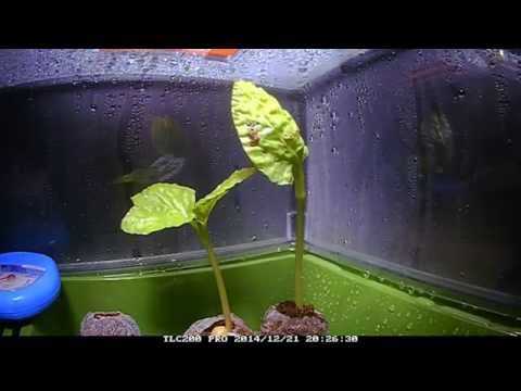 Fast Growing Moonflower Vine - Seedling Timelapse