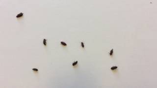 Live Woodworm Beetles
