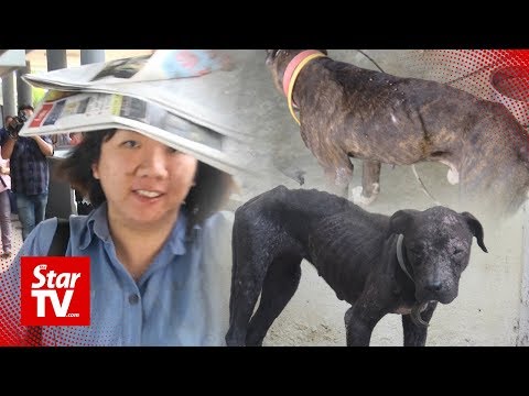 Dog abuser fined RM4,000