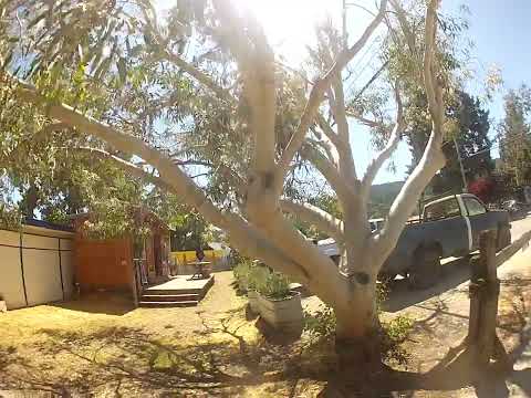 Amazing Eucalyptus Snow Gum Tree in bloom
