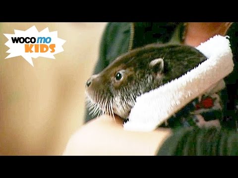 Màrta und das Otterkind | GEOlino-Reportage - Folge 10/50