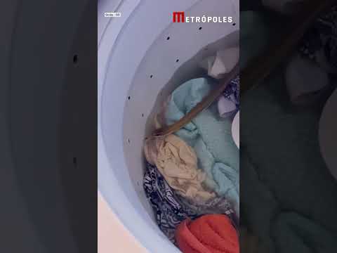 Mulher se assusta ao encontrar cobra em máquina de lavar roupas em Goiás