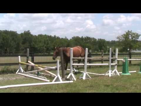 "Call Me Gorgeous" First time in the chute.