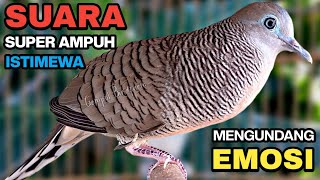 Download lagu Perkutut Lokal Gacor Suara Besar Pancingan Burung Perkutut Agar Cepat Bunyi. mp3 Download lagu Perkutut Lokal Gacor Suara Besar Pancingan Burung Perkutut Agar Cepat Bunyi. mp3