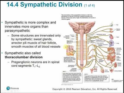 2113 Chapter 14 Autonomic Nervous System