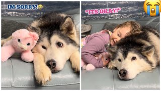 Husky Destroys Babies Favourite Teddy! But Baby Forgives Husky Straight Away!😭 [SASSIEST VIDEO!!]