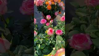 Нежный сад🌷