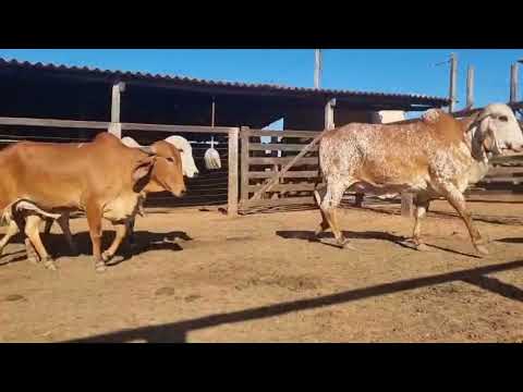 NOVA GERAÇÃO GIR LEITEIRO DSIL - FAZENDA SANTO ANTÔNIO - BELA VISTA DE GOIÁS/GO