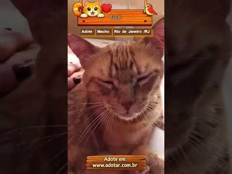 Vídeo de Fred