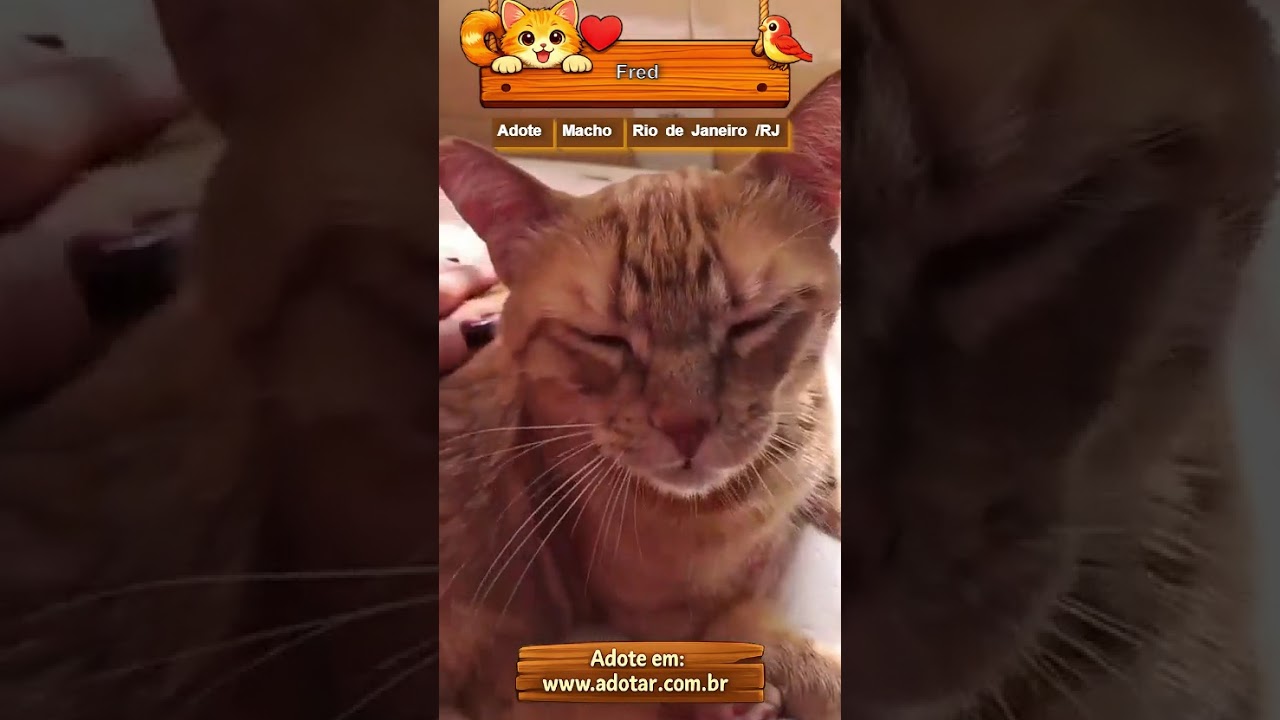 Gato raça SRD-ViraLata idade 3 anos nome Fred