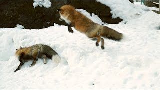 preview picture of video 'キツネのじゃれあい The foxes are playing around and lie down with each other.'