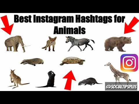 Best Instagram Hashtags to Use for Animals  - Top Tags for Animal on IG