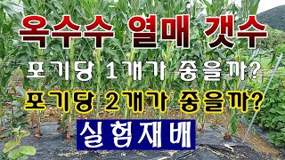 [텃밭농부.1,162]  옥수수 실험재배.  포기당 몇개를 키우는게 제일 좋은가? #옥수수재배