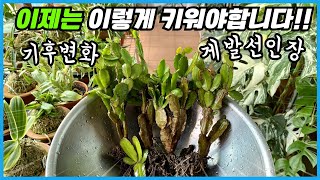 게발선인장 내년 여름 대비!! 무름병예방/흙배합/분갈이/합식/접목/꽃피우기 까지!!