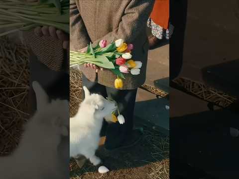 Привітання з 8 березня! #прикол #жарт #гумор #комедія #сміх #8березня #вітання #привітання