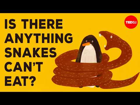 Whats the Biggest Animal a Snake can Swallow?