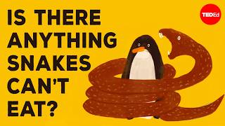 How do snakes swallow animals so much bigger than they are? - Niko Zlotnik