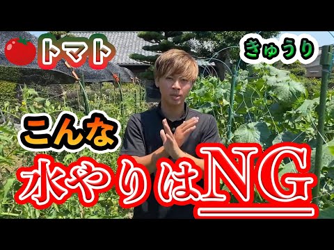 トマトの水やり:正しいやり方 植物