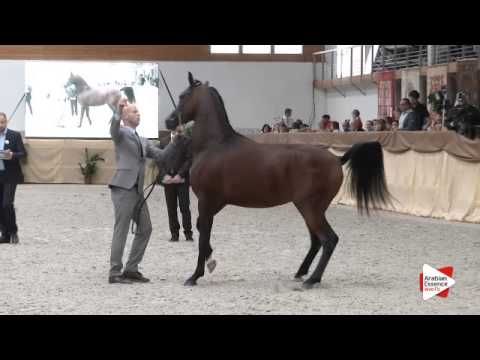 N 42 PITAWAL   Prague Intercup 2015   Colts 2 years old Class 5