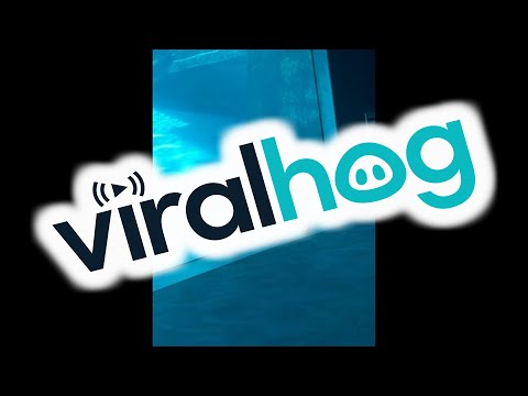 Une petite fille fait la course avec un dauphin à l'aquarium || viralhog