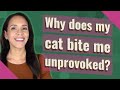 Why Does My Cat Bite Me Unprovoked