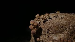 2 poemas de Westonia Murray (en la voz de Nadina Marquisio)