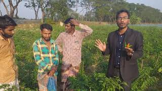 জৈন্তাপুর এ নাগা মরিচ বিপ্লব