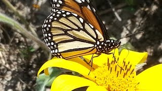 preview picture of video 'Migración de la mariposa monarca en Ciudad Victoria, Tamaulipas.'