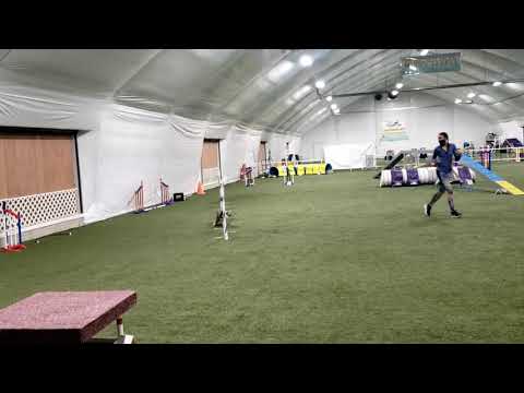 Blazin' Doggie - Agility Training (12/12/20)