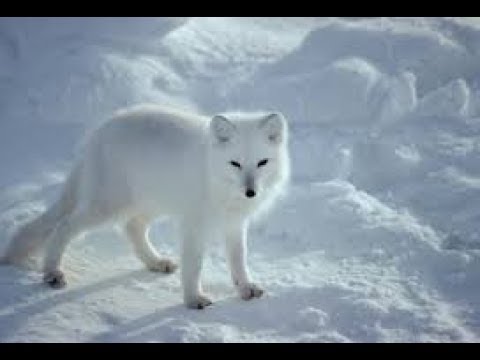 Arctic fox: hunter of the arctic I National Geographic Documentary