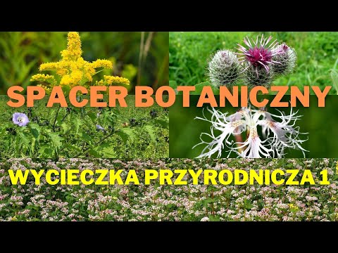 , title : 'Botaniczny spacer, wycieczka przyrodnicza 1'