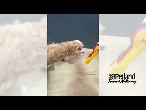 Cavapoo - 40212 video preview
