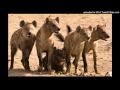 R.E.M. - Hyena - Recording Sessions Mix (1985/1986)