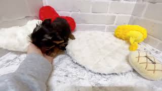 ヨークシャーテリアの動画02