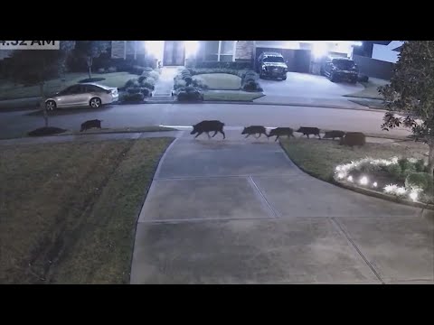 Texas has the worst feral hog problem in the country, researchers say