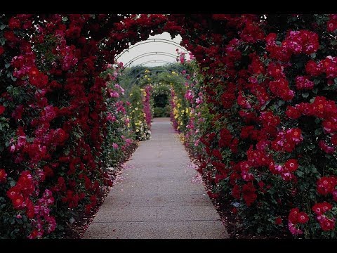 Halil İbrahim BÜYÜKORUÇ YAZIK ETTİN (İLAHİ DİNLE)