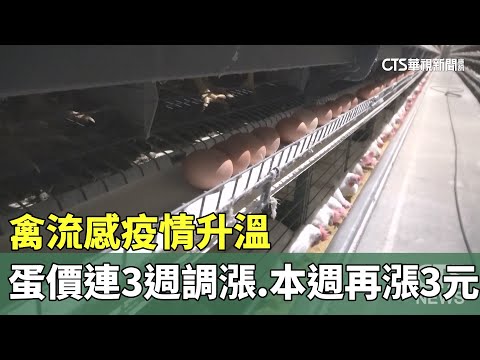 禽流感疫情升溫　蛋價連3週調漲　本週再漲3元
