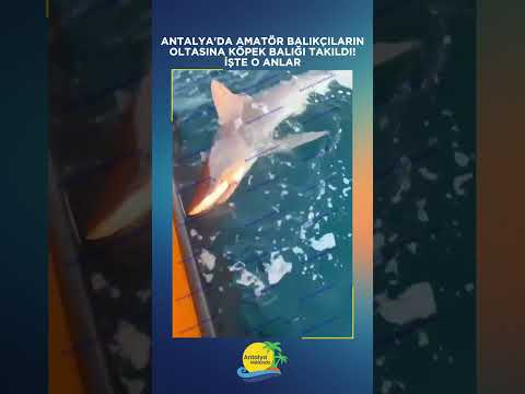 Antalya'da amatör balıkçıların oltasına köpek balığı takıldı! İşte o anlar