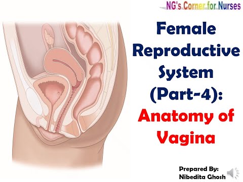 Female Reproductive System: Part- 4: Anatomy of Vagina