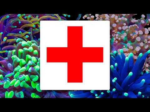 Hammer Coral Troubleshooting: Fix LPS Health Issues Fast