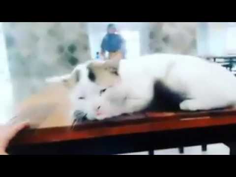 Cat in NSu canteen