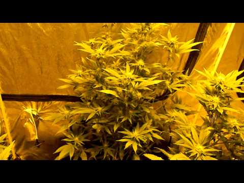 The Pure Kush Diaries (flowering)