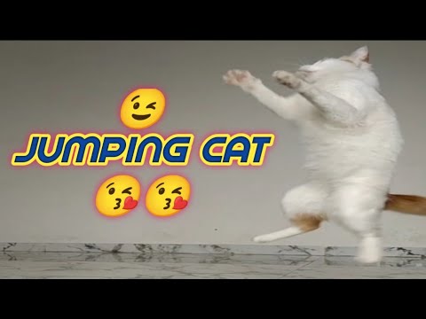 Jumping cat video, Playing cat with rope, #cat, #jumpingcat, #playingcat, #sudikshastatusmaker