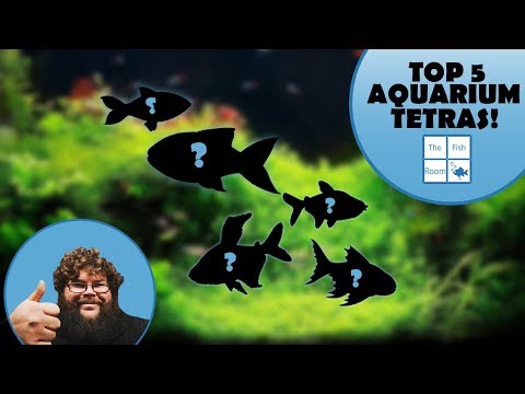 My top 5 Tetra species for your aquarium